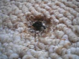 Carpet Burn Holes Can Be Repaired