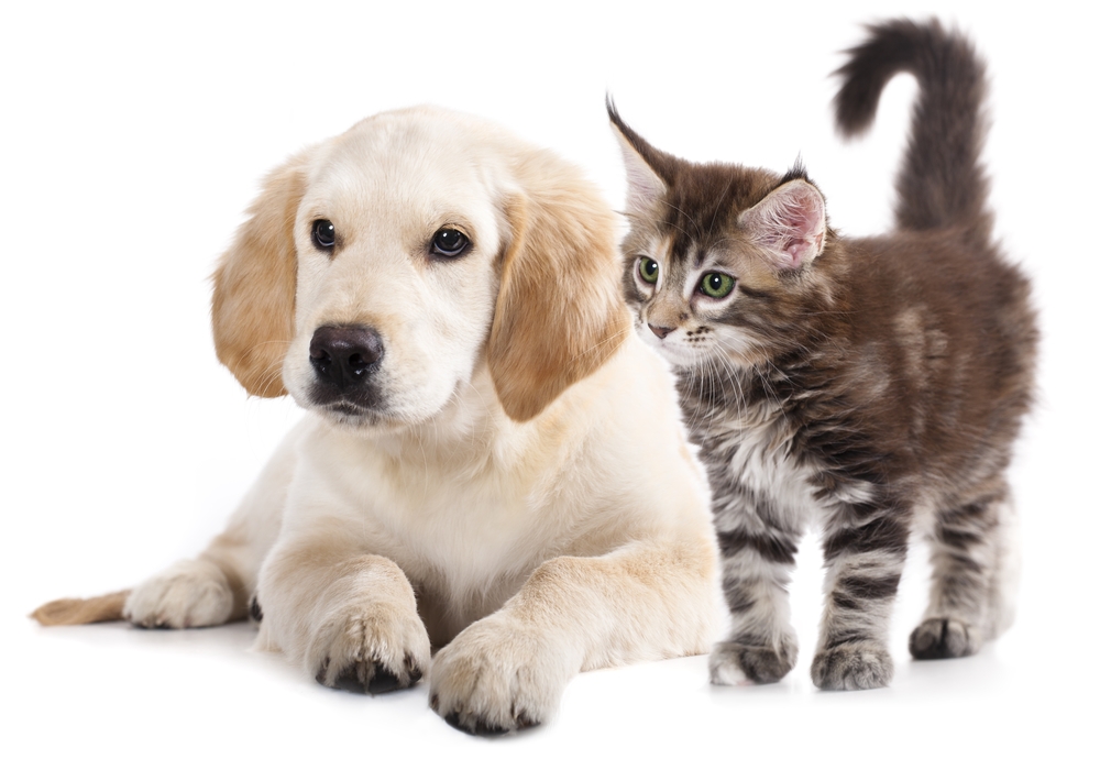 Carpet Cleaning for Pet Odors