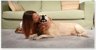 Pet Safe Carpet Cleaning