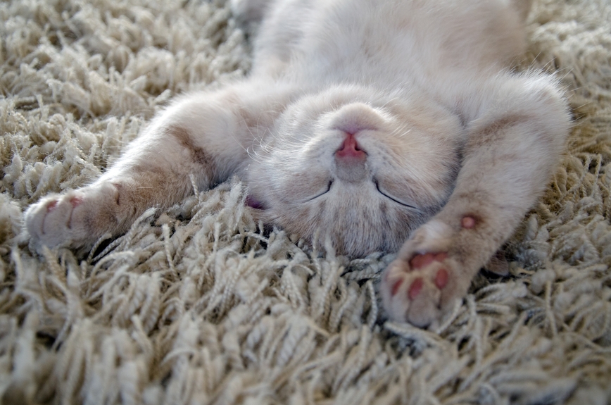 Pets Love Our Clean Carpets