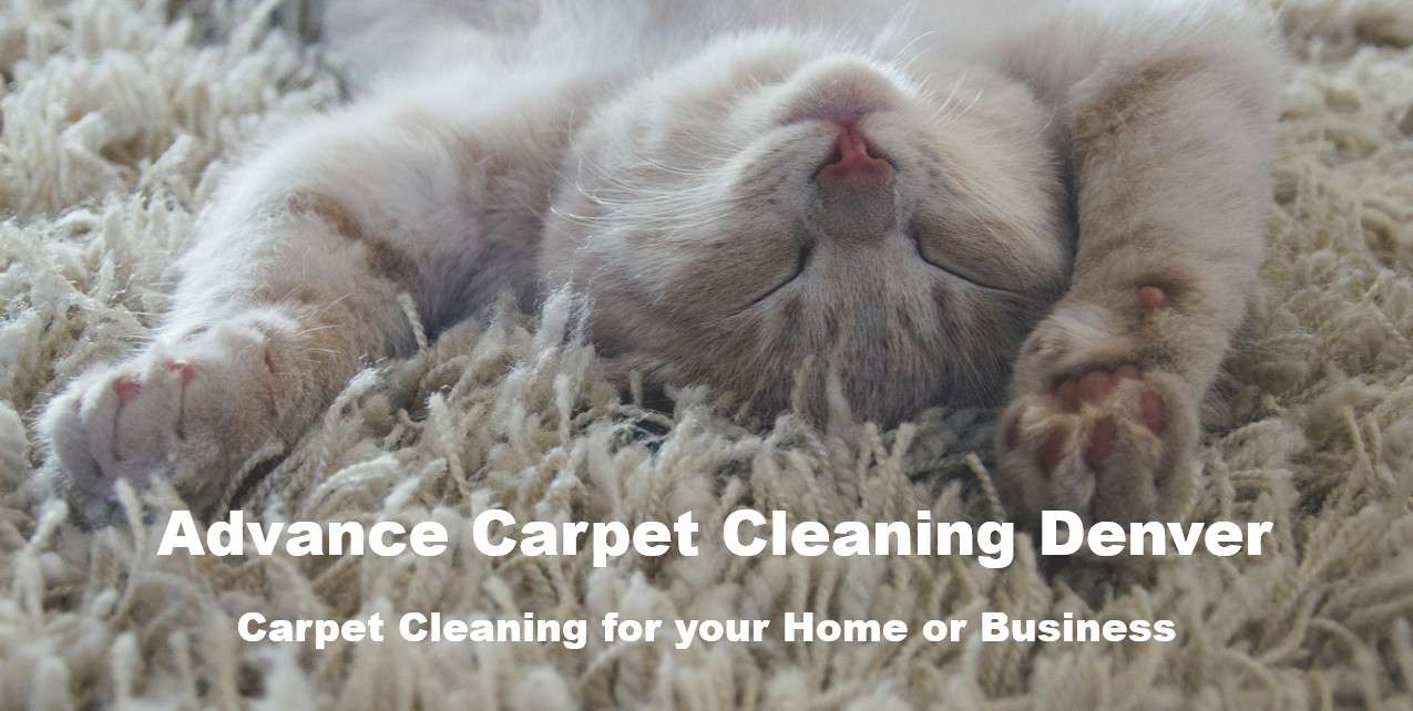 Cats can cause lots of Carpet Damage