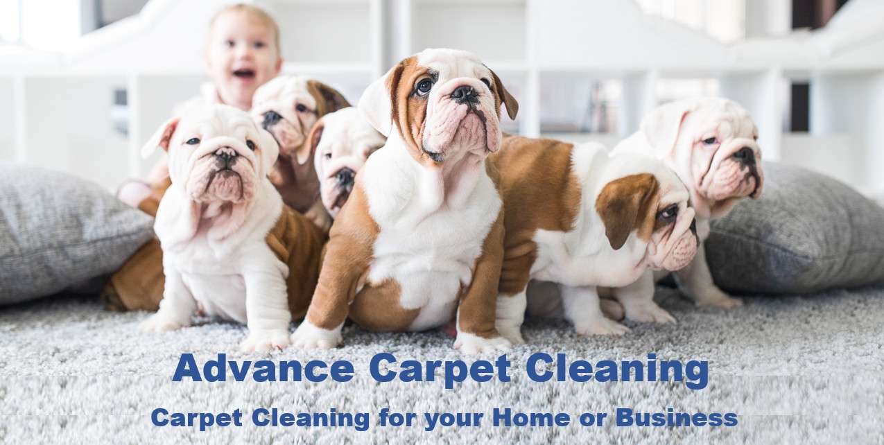 Pet Odor Cleaning Carpet Aurora CO Pet Odor Cleaning Carpet Aurora CO